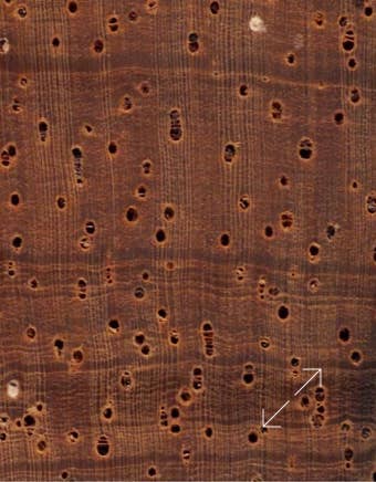 Porenansicht Dalbergia Nigra