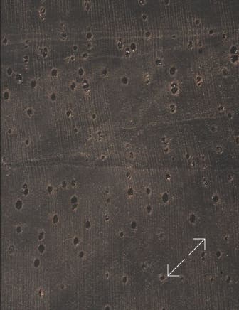 Porenansicht Dalbergia Nigra